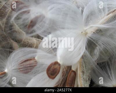 Nahaufnahme des Berstens milkweed Samenkapseln Stockfoto