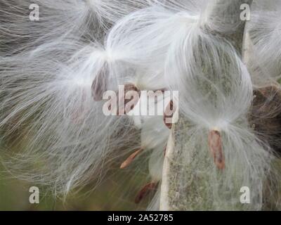 Nahaufnahme des Berstens milkweed Samenkapseln Stockfoto