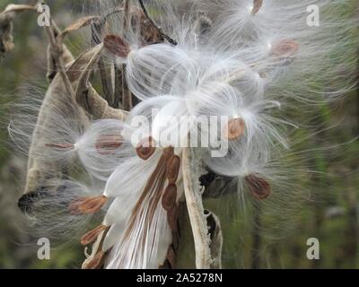Nahaufnahme des Berstens milkweed Samenkapseln Stockfoto