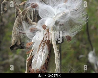Nahaufnahme des Berstens milkweed Samenkapseln Stockfoto