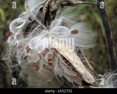 Nahaufnahme des Berstens milkweed Samenkapseln Stockfoto