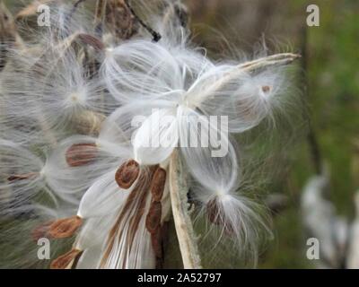 Nahaufnahme des Berstens milkweed Samenkapseln Stockfoto