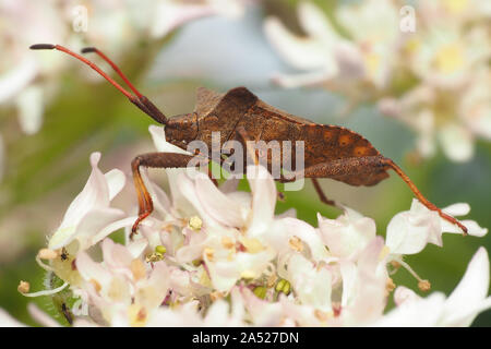 Dock Bug (Coreus Marginatus) auf umbellifer Blume thront. Tipperary, Irland Stockfoto