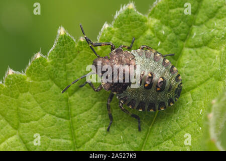 Wald Shieldbug endgültige instar Nymphe (Pentatoma rufipes) in Ruhe auf Blatt. Tipperary, Irland Stockfoto