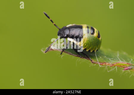 Green Shieldbug zweite instar Nymphe (Palomena prasina) Ruhe am Rande der Pflanze Blatt. Tipperary, Irland Stockfoto