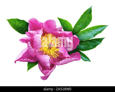 Camellia Blume auf weißem Hintergrund. Stockfoto