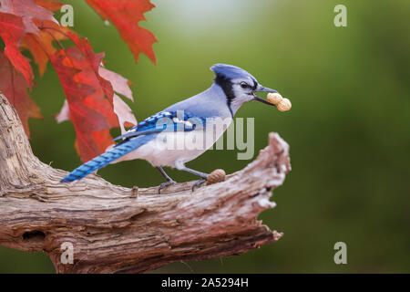 Blue Jay im Herbst Stockfoto