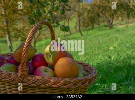 Reife, gelbe, rote und orange Äpfel im Korb. Im Hintergrund ist Apfelbaum voller Äpfel. Herbst essen in Orchidee. Stockfoto