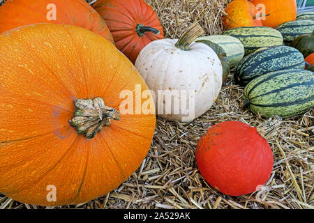 Pumkins Kürbisse in Gelb, gestreift Grün, Orange und Weiß gebettet auf Stroh Stockfoto