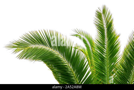 Blätter der Palme isoliert auf weißem Hintergrund. Stockfoto