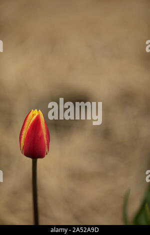 Red yellow tulip Vor blurry grauer Hintergrund Stockfoto