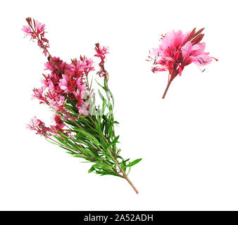 Blumen und Zweig der Oleander auf weißem Hintergrund. Stockfoto