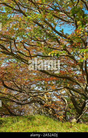 Herbst im Wald an der schönen sonnigen Morgen. Niederlassungen der Buche mit bunten Herbst Laub. Stockfoto