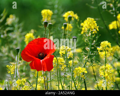 Red Poppy Flower auf grüne und gelbe Wiese Hintergrund. Stockfoto
