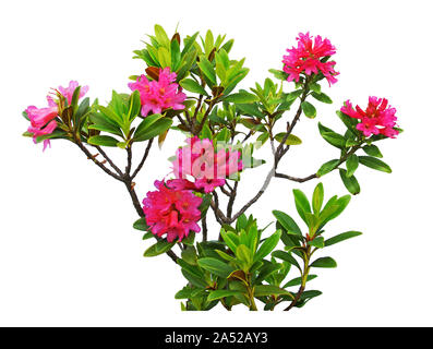 Rhododendron blühende Pflanze auf weißem Hintergrund. Stockfoto