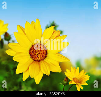 Gelbe Blume gazania unter einem blauen Sommerhimmel. Stockfoto