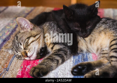 Schwarz Kitty und Tabby kitty Schlafen übereinander Stockfoto