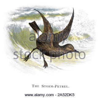 Storm Petrel (Hydrobates pelagicus), vintage Abbildung im Jahr 1898 veröffentlicht. Stockfoto