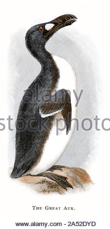 Great Auk (Pinguinus impennis), Vintage Illustration veröffentlicht im Jahr 1898. Die große Auk war eine Art von flugunsen Seevögel, die in der Mitte des 19. Jahrhunderts ausgestorben wurde Stockfoto