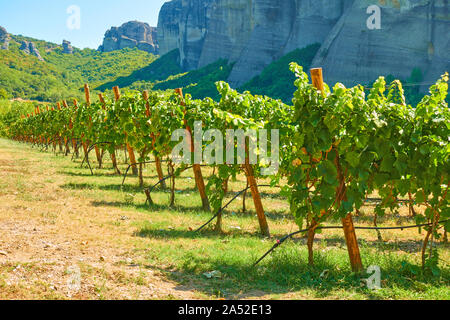 Weinberg in Meteora, auf Sommer sonnigen Tag, Griechenland - Griechisch ländliche Landschaft Stockfoto