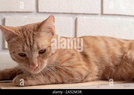 Ginger kitten liegen auf Holztisch. Horizontale Stockfoto