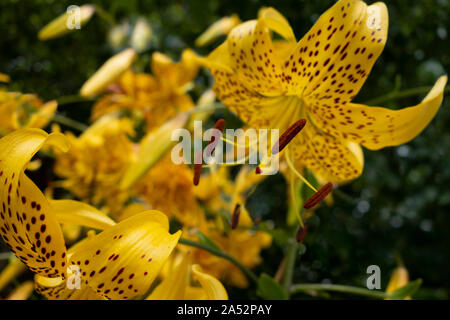 Helle gelb orange Lilien in ein outdoor Park Stockfoto
