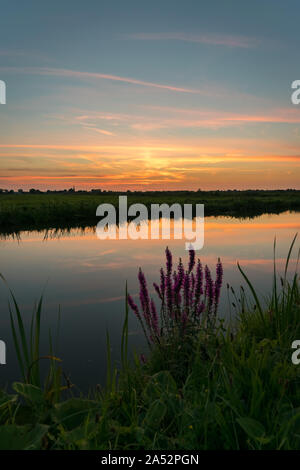 Sonnenuntergang Farben über die holländische Polderlandschaft in der Nähe von Gouda, Niederlande. Typische herbst Wildblumen im Vordergrund. Stockfoto