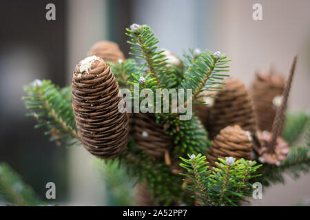 Kegel des Koreanischen Tanne (Abies koreana) mit Harz Stockfoto