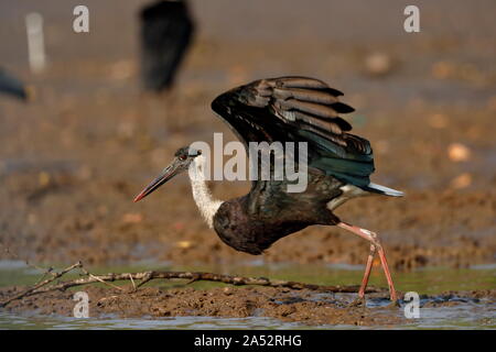 Die WOLLIG-necked Stork oder whitenecked Storch ist ein großes Planschbecken Vogel in die storchenfamilie Ciconiidae. Stockfoto