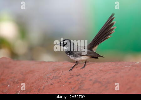 Die weiß getupftem fantail oder Spot-breasted fantail ist ein Schmetterling (Tagfalter) aus. Es ist im Wald gefunden, Scheuern im südlichen Afrika und in Indien. Stockfoto