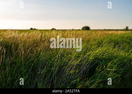 Blick über eine Wiese in der Abendsonne Stockfoto