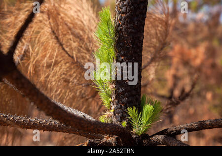 Gran Canaria, September Kanarische Kiefer Pinus canariensis Starten nach wildfir eof vor zwei Monaten wiederherstellen Stockfoto