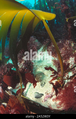 Kanal Inseln. Guernsey. Marine Wildlife. Kelp und Scholle Unterwasser teilweise im Sand vergraben. Stockfoto