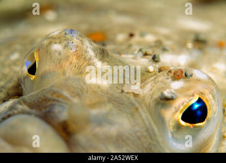 Kanal Inseln. Guernsey. Tierwelt. Fische. Scholle. In der Nähe der Augen. Stockfoto