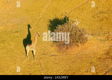 Giraffen im Moremi Game Reserve, Okavango Delta, Botswana Stockfoto