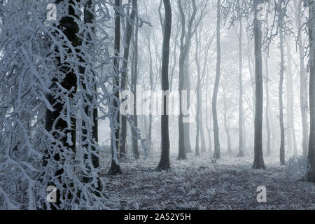 Wald im Winter Nebel Buche (Fagus sylvatica) mit Raureif, West Woods, Compton Abbas, Dorset, England, Großbritannien Stockfoto
