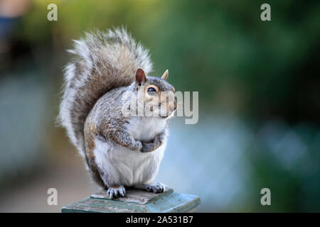 Östlichen grauen Eichhörnchen, sciurius Carolinensis, Stockfoto