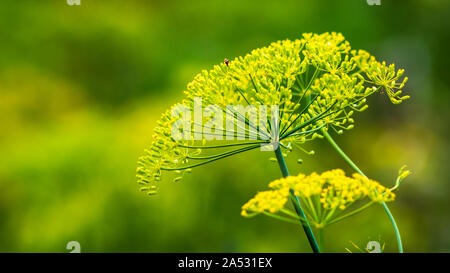 Schöne und leckere grüne Dill Regenschirm in grüner Hintergrund Stockfoto