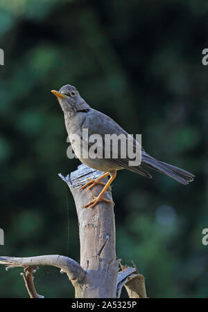 Austral Thrush (Turdus falcklandii Magellanicus) Erwachsenen auf dem toten Baumstumpf Puyehue Nationalpark, Chile Januar gehockt Stockfoto