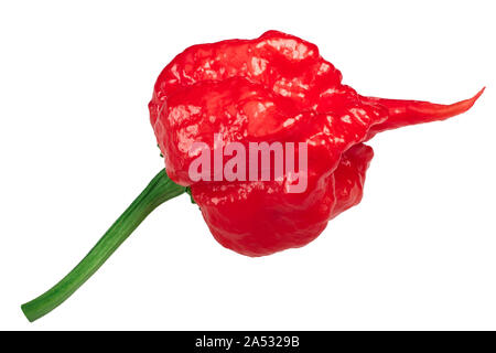 Carolina Reaper, die heißeste Chile Pfeffer (Capsicum chinense Obst), ganz reif pod, isoliert Stockfoto