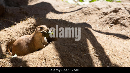 Prairie dog, junge Mungo mit Essen in seinen Pfoten, lustige Situation Stockfoto