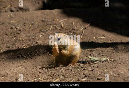 Prairie dog, junge Mungo mit Essen in seinen Pfoten, lustige Situation Stockfoto