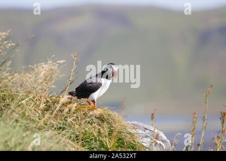 Papageitaucher auf einem Felsvorsprung über Kirkjufjara Strand in Island Stockfoto