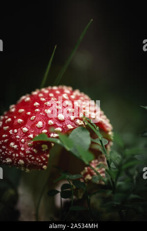 Nahaufnahme von einem roten giftige agaric Pilz in einem tiefen, dunklen Wald zwischen Moos und Blättern wie in einem Märchen. Stockfoto