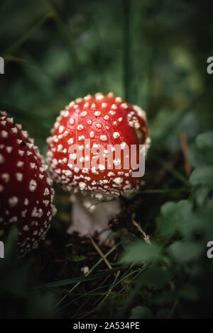 Nahaufnahme von einem roten giftige agaric Pilz in einem tiefen, dunklen Wald zwischen Moos und Blättern wie in einem Märchen. Stockfoto