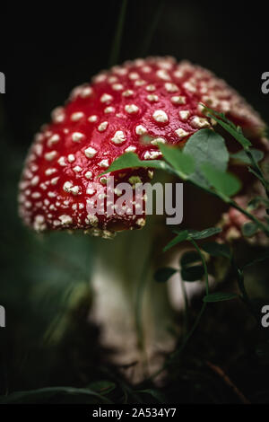 Nahaufnahme von einem roten giftige agaric Pilz in einem tiefen, dunklen Wald zwischen Moos und Blättern wie in einem Märchen. Stockfoto