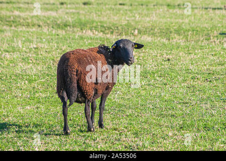 Einzelne braune Schafe auf trockenen grünen Weide Stockfoto
