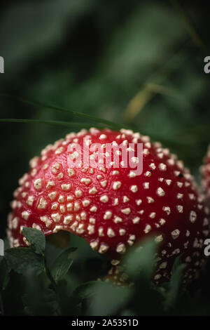 Nahaufnahme von einem roten giftige agaric Pilz in einem tiefen, dunklen Wald zwischen Moos und Blättern wie in einem Märchen. Stockfoto