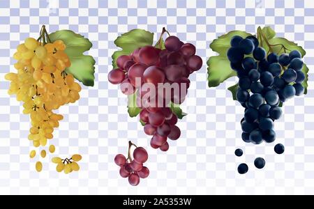 Weintrauben. Sammlung mit drei Trauben Rot, Dunkelblau, Weiß. Tafeltrauben. Icon Set Trauben. 3D realistische frischen Weintrauben. Vector Illustration Stock Vektor