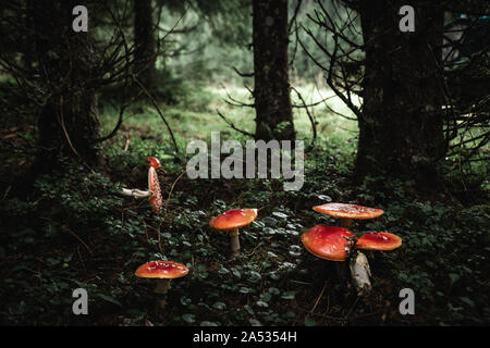 Nahaufnahme von einem roten giftige agaric Pilz in einem tiefen, dunklen Wald zwischen Moos und Blättern wie in einem Märchen. Stockfoto